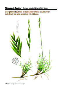 Fétuque de Gautier | Festuca gautieri (Hack.) K. Richt  Une plante touffue, à croissance lente, idéale pour stabiliser les sols calcaires en altitude.  | 84 | Guide technique de restauration écologique