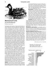 Podiceps / Podicipediformes / Tachybaptus / Grebe / Namib Desert / Wetland / Western Cape / Namibia / Drought refuge / Neognathae / Podicipedidae / Ornithology