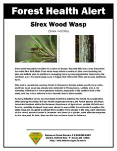 Forest Health Alert Sirex Wood Wasp Dennis Haugen. www.forestryimages.org David R. Lance, USDA APHIS PPQ. www.forestryimages.org