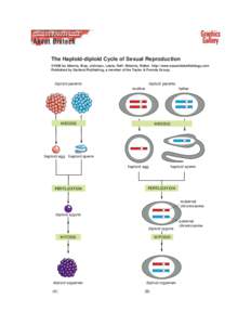 The Haploid-diploid Cycle of Sexual Reproduction ©1998 by Alberts, Bray, Johnson, Lewis, Raff, Roberts, Walter . http://www.essentialcellbiology.com Published by Garland Publishing, a member of the Taylor & Francis Grou