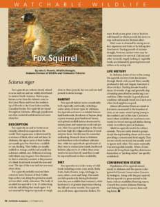 Zoology / Squirrel / Eastern gray squirrel / Delmarva fox squirrel / Tree squirrels / Fauna of Europe / Fox squirrel