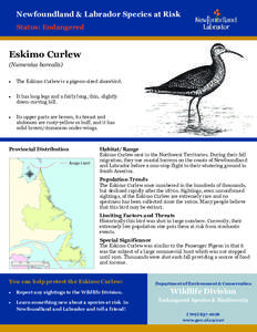 Newfoundland & Labrador Species at Risk Status: Endangered Eskimo Curlew (Numenius borealis) 