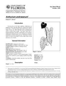 Fact Sheet FPS-42  October, 1999 Anthurium andraeanum1 Edward F. Gilman2