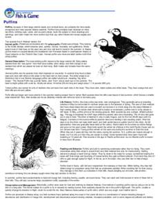 Puffins: Wildlife Notebook Series - Alaska Department of Fish and Game