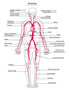 Arteries Posterior Cerebral (not shown) Basilar External Carotid Internal Carotid