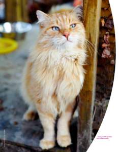 PHOTO COURTESY OF SEER FARMS  Casey, an FIV-positive cat, at Seer Farms  30 BEST FRIENDS MAGAZINE