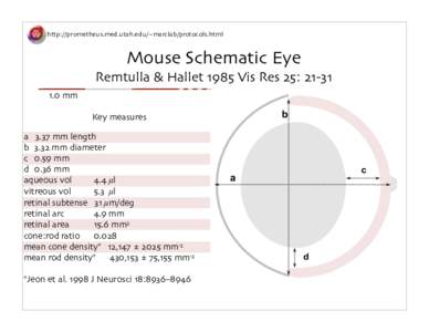http://prometheus.med.utah.edu/~marclab/protocols.html  Mouse Schematic Eye Remtulla & Hallet 1985 Vis Res 25: mm