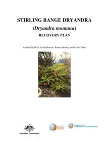 Srirling Range Dryandra - Dryandra montana - recovery plan