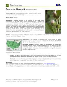 Microsoft Word - Common burdock.doc