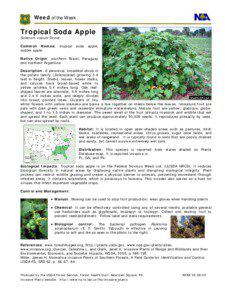 Biology / Solanum viarum / Weed / Invasive species / Solanum tampicense / Solanum robustum / Invasive plant species / Environment / Agriculture