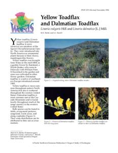 Yellow Toadflax and Dalmatian Toadflax