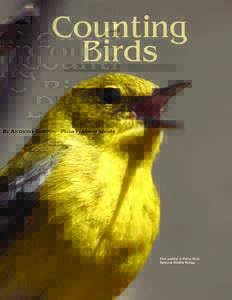 Counting Birds BY ANTHONY GONZON Photos by Dennis Murphy Pine warbler in Prime Hook National Wildlife Refuge