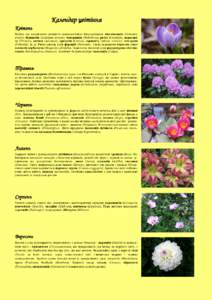 Календар цвітіння Квітень Вабить око надзвичайне розмаїття ранньовесняних багаторічників: підсніжників (Galanthus nivalis), бі