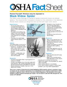 FactSheet Protect Yourself! Workers may be exposed to Black Widow Spider The black widow belongs to a group of spiders commonly known as cobweb spiders. The characteristic hourglass is located on the underside of the abd