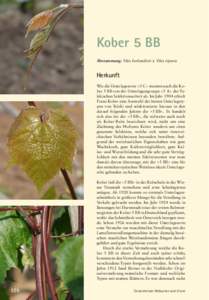 Kober 5 BB Abstammung: Vitis berlandieri x Vitis riparia