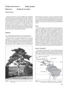 Genipa americana L. Rubiaceae