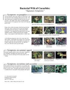 Bacterial Wilt of Cucurbits: “Signature Symptoms” Symptoms on pumpkin Note the distinct interveinal chlorosis (yellowing), with the main leaf veins remaining dark green in color. The interveinal tissue eventually bec