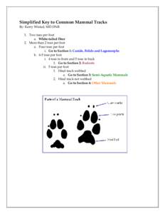 Simplified Key to Common Mammal Tracks By: Kerry Wixted, MD DNR 1. Two toes per foot a. White-tailed Deer 2. More than 2 toes per foot a. Four toes per foot