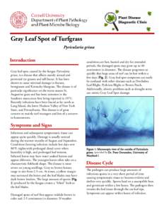 ray Leaf Spot of Turfgrass G Pyricularia grisea Introduction Gray leaf spot, caused by the fungus Pyricularia