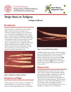 Ustilaginomycotina / Smut / Fungicide / Lawn / Pesticide / Spore / Fungicide use in the United States / Covered smut / Biology / Microbiology / Basidiomycota