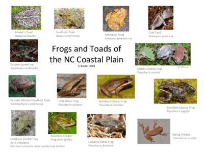 Hyla / Cricket frog / Wildlife of North Carolina / Hylinae / Chorus frog / Anaxyrus