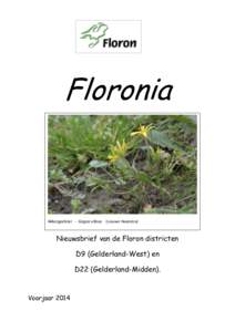 Floronia  Akkergeelster - Gagea villosa (Lieuwe Haanstra) Nieuwsbrief van de Floron districten D9 (Gelderland-West) en