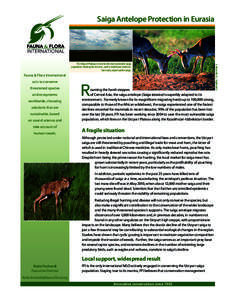 Saiga Antelope Protection in Eurasia  Fauna & Flora International acts to conserve threatened species and ecosystems