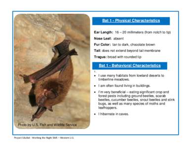 Bat 1 - Physical Characteristics Ear Length: 16 – 20 millimeters (from notch to tip) Nose Leaf: absent Fur Color: tan to dark, chocolate brown Tail: does not extend beyond tail membrane Tragus: broad with rounded tip