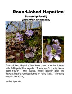 Round-lobed Hepatica Buttercup Family (Hepatica americana)  Round-lobed Hepatica has blue, pink or white flowers