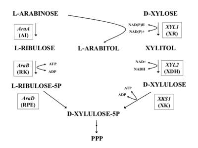 L-ARABINOSE  D-XYLOSE NAD(P)H  AraA