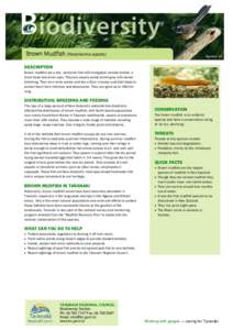 Biodiversity information sheet: Brown mudfish - Taranaki Regional Council