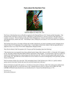Facts about the Soufriere Tree  Flower cluster of the Soufriere tree,