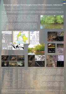 Demospongiae / Haliclona / Aquatic ecology / Mangroves / Coral reef / Rhizophora mangle / Bangka Island / Biogeography / Flora / Physical geography