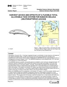 Harvest advice and effects of a flexible total allowable take system for Nunavik Beluga (Delphinapterus leucas)