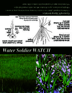 Photo Credit: OFAH  Photo Credit: Wikipedia Commons Water Soldier WATCH SEMI-EMERGENT: