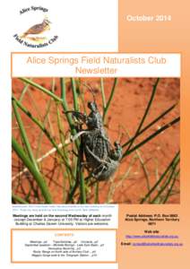 nta Drive by Mat GilfedderThis  October 2014 Alice Springs Field Naturalists Club Newsletter