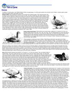 Geese: Wildlife Notebook Series - Alaska Department of Fish and Game