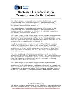 Microsoft Word - bacterial_transformation_spanish.doc