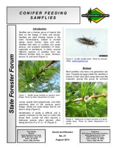 Hymenoptera / Pollinators / Orders of insects / Pinaceae / Larch sawfly / Diprionidae / Sawfly / Caterpillar / Larch / Phyla / Protostome / Tenthredinoidea