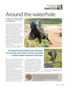 Getaway Elephant Ambassador Sharon Pincott Around the waterhole A waterhole at Ivory Lodge in Hwange is