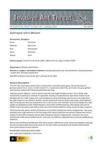 Ant information sheet # 29 - Solenopsis xyloni