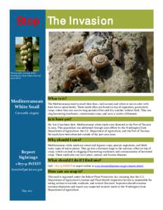 Mediterranean snail fact sheet