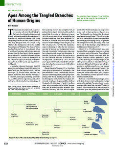 PERSPECTIVES ANTHROPOLOGY