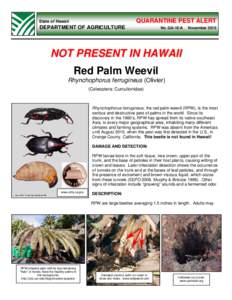 Microsoft Word - Red palm weevil alert 2010 MASTER.doc