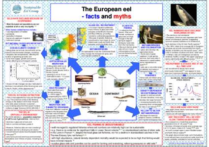 Anguilliformes / Amphibious fish / Elopomorpha / Eel life history / European eel / Glass eels / Japanese eel / American eel / Leptocephalus / Fish / Anguillidae / Ichthyology