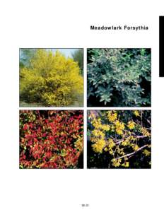 Meadowlark Forsythia  slide 14a slide 14b