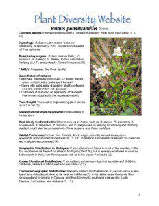 Food and drink / Flora / Rubus leucodermis / Rubus hawaiensis / Rubus / Berries / Flora of the United States