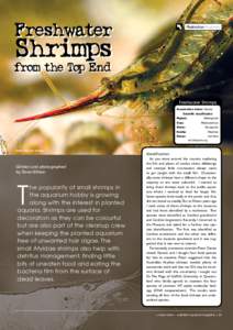 Freshwater  Australian features Shrimps from