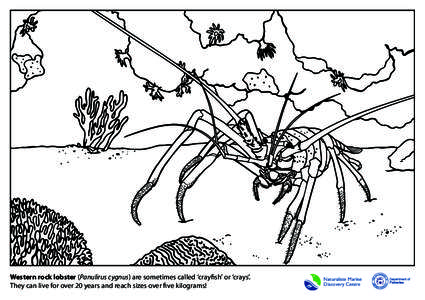 Western rock lobster (Panulirus cygnus) are sometimes called ‘crayfish’ or ‘crays’. They can live for over 20 years and reach sizes over five kilograms! Naturaliste Marine Discovery Centre