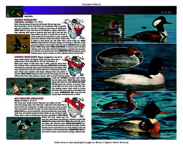 Fauna of Asia / Fauna of Europe / Common Merganser / Red-breasted Merganser / Hooded Merganser / Scaly-sided Merganser / Auckland Merganser / Mergus / Ducks / Ornithology